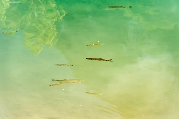 Talya Nın Trentino Kentindeki Tenno Gölünde Yüzen Balıklara Yakın Çekim — Stok fotoğraf