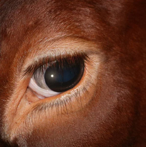 Una Macro Inyección Ojo Vaca Holstein Rojo — Foto de Stock