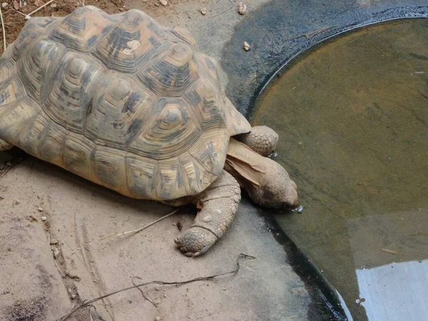 거북이가 연못에서 마시는 모습의 — 스톡 사진