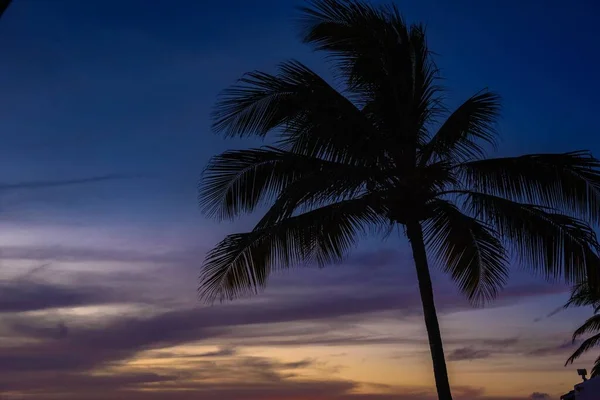 Una Silueta Una Palmera Frente Hermoso Cielo Púrpura Una Noche —  Fotos de Stock