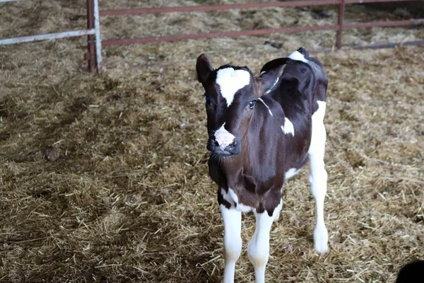 Cielę Holsteina Farmie — Zdjęcie stockowe