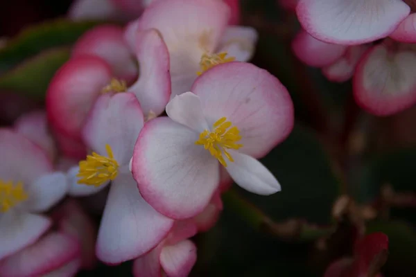 Selective Focus Shot Beautiful Pink Flowers Yellow Pollens Captured Tropical — Stock Photo, Image