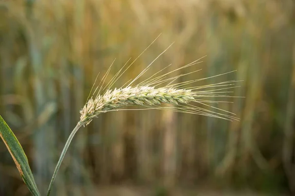 Een Selectieve Focusopname Van Een Enkele Gerstplant Achter Het Veld — Stockfoto