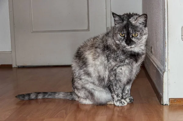 Eine Nahaufnahme Einer Entzückenden Katze Mit Neugierigen Blicken — Stockfoto