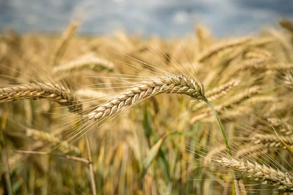 Een Selectieve Focus Shot Van Tarwe Takken Groeien Het Veld — Stockfoto