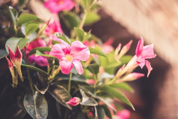 Une Mise Point Sélective Fleurs Mandevilla Roses Lumière Jour — Photo