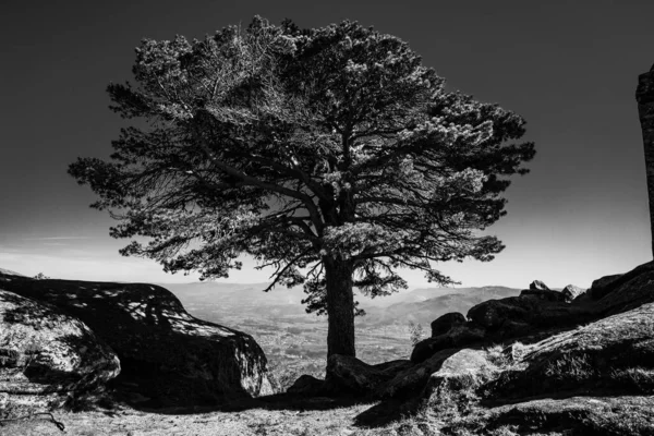 Graustufenaufnahme Eines Baumes Neben Den Felsen Unter Dem Bewölkten Himmel — Stockfoto