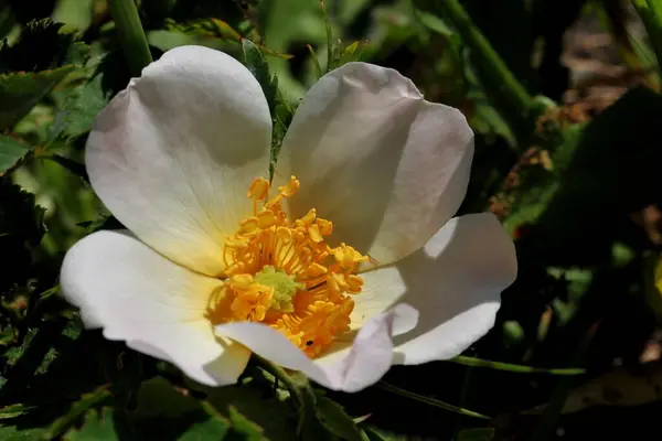 Primer Plano Una Flor Blanca Con Estambres Amarillos —  Fotos de Stock