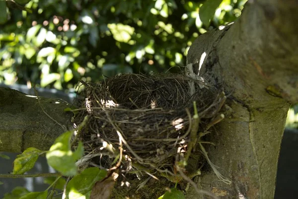 Eine Nahaufnahme Eines Verlassenen Honigvogelnestes Auf Einer Apfelpflanze Vor Verschwommenem — Stockfoto