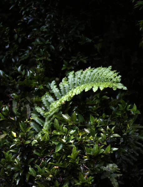 Las Plantas Hermosas Que Crecen Selva Bueno Para Fondos Pantalla —  Fotos de Stock