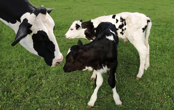 Krowa Holstein Dwa Cielęta Zielonym Polu — Zdjęcie stockowe