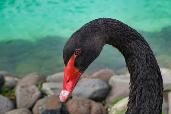 Gros Plan Cou Cygne Noir Avec Bec Rouge — Photo