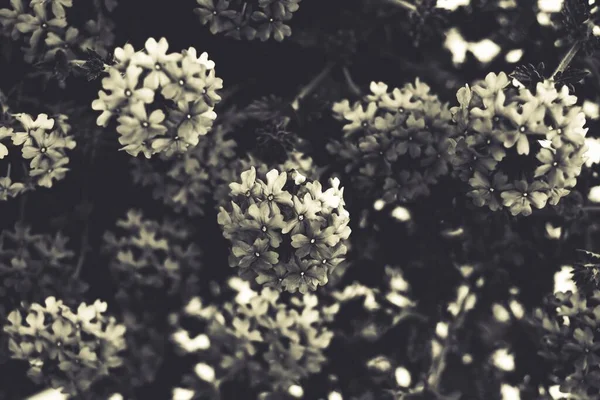 Egy Szürkeárnyalatú Aubrieta Virág Fényes Nappal — Stock Fotó