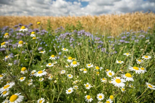 Gänseblümchenblümchen Wachsen Hinter Anderen Auf Dem Feld — Stockfoto