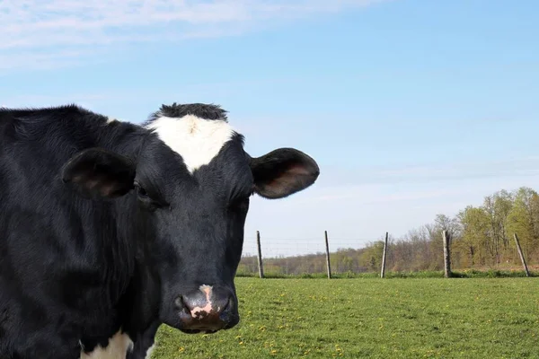 Uma Vaca Negra Olhar Para Câmara Campo — Fotografia de Stock