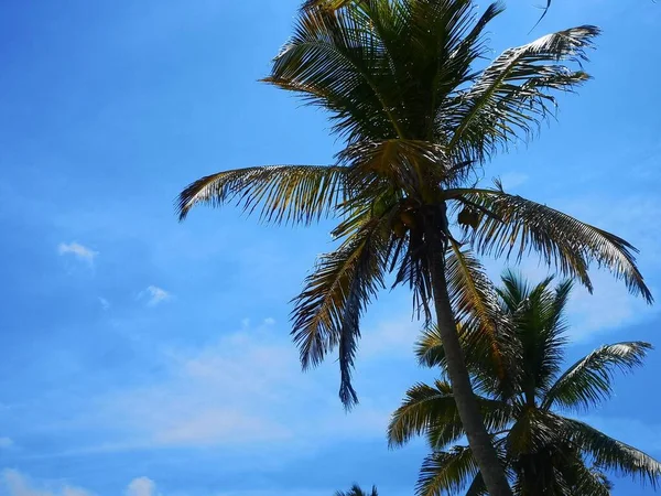 Een Lage Hoek Opname Van Groeiende Palmbomen Onder Een Heldere — Stockfoto