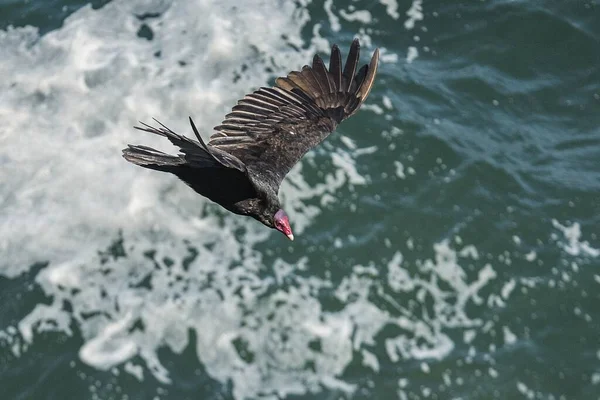 Pájaro Buitre Pavo Marrón Con Pico Rojo Volando Sobre Mar — Foto de Stock