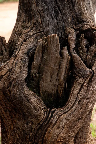 Närbild Ett Gammalt Träd Med Sprickor — Stockfoto
