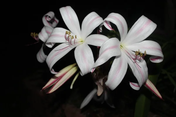 Вибірковий Фокус Білому Crinum Lilies Розквітає Чорному Фоні — стокове фото