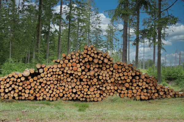 Ein Haufen Baumstämme Einem Wald Mit Hohen Bäumen Hintergrund — Stockfoto