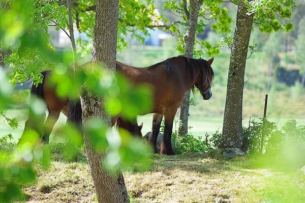 Tiro Selectivo Enfoque Caballo Marrón Salvaje Pastando Bosque —  Fotos de Stock