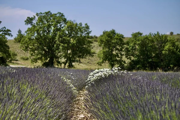 Campo Flores Silvestres Fundo Das Árvores — Fotografia de Stock