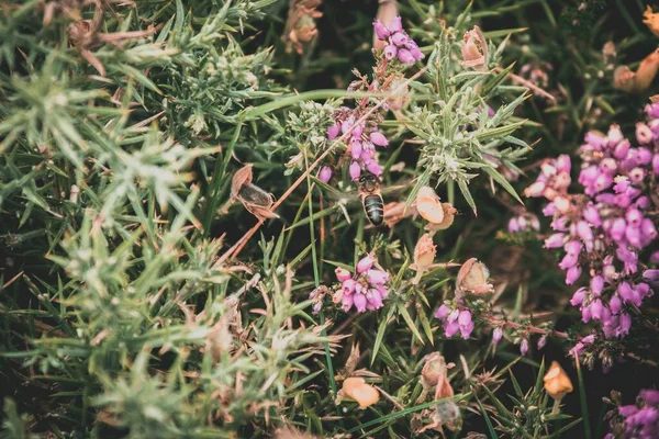 Tiro Ángulo Alto Hermosas Flores Rosadas Rodeadas Hierba Verde Capturada —  Fotos de Stock