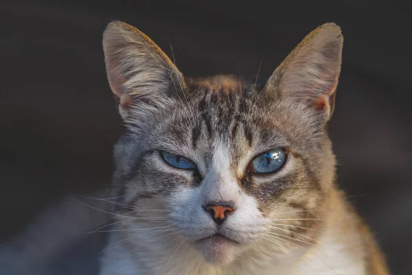 Eine Nahaufnahme Einer Niedlichen Flauschigen Hauskatze Auf Verschwommenem Hintergrund — Stockfoto