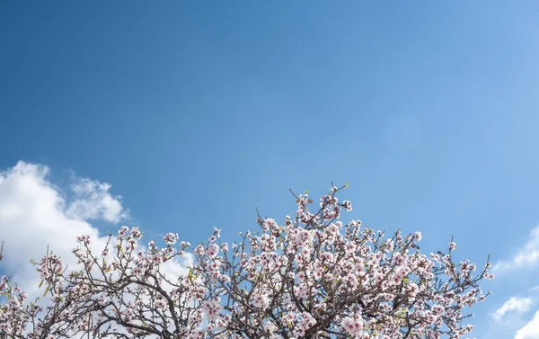 Gros Plan Fleurs Cerisier Fleurit Sous Ciel Bleu — Photo