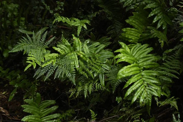 Las Plantas Hermosas Que Crecen Selva Bueno Para Fondos Pantalla —  Fotos de Stock