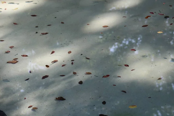 Les Belles Feuilles Automne Colorées Sur Sol Sous Lumière Soleil — Photo