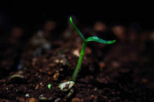 Egy Makró Közelkép Egy Növény Csírájáról Vízcseppekkel Levelén — Stock Fotó