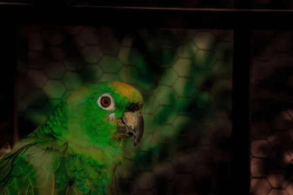 Piękna Zielona Papuga Metalowej Klatce — Zdjęcie stockowe