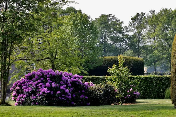 一个有着紫色花朵和树木的城市公园的美丽景色 — 图库照片