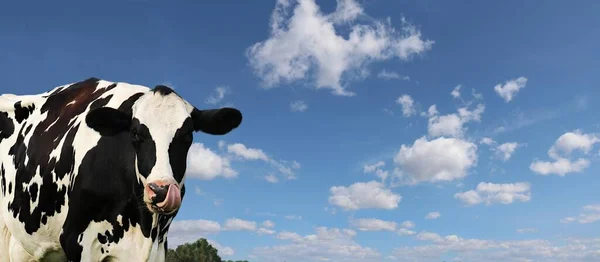 Una Mucca Bianca Nera Sullo Sfondo Cielo Blu Nuvole Bianche — Foto Stock