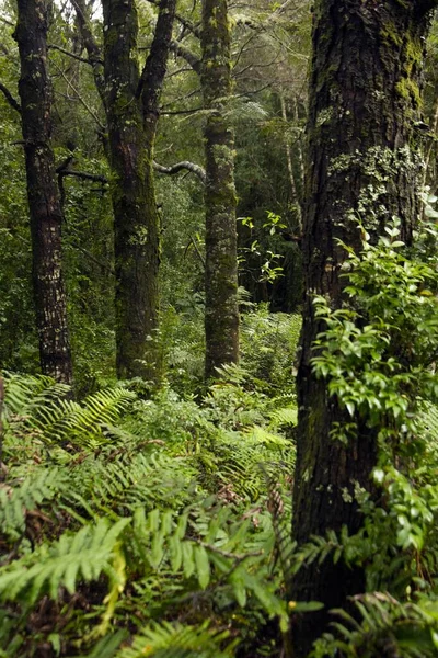 Les Arbres Couverts Mousse Plantes Dans Belle Forêt Idéal Pour — Photo