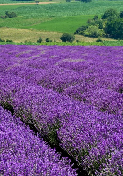 Paisaje Fascinante Campo Con Filas Lavanda Floreciente — Foto de Stock