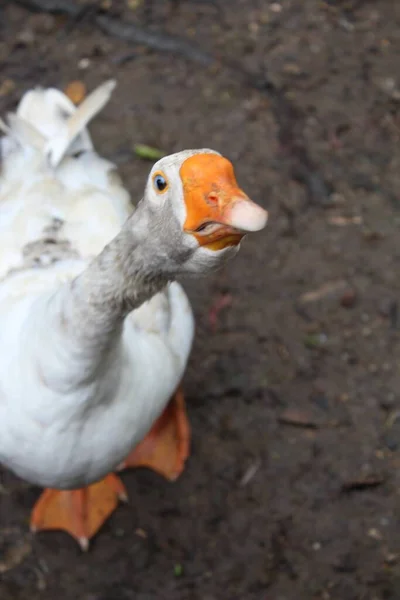 Selective Focus Shot White Goose Orange Beak — Stock Photo, Image