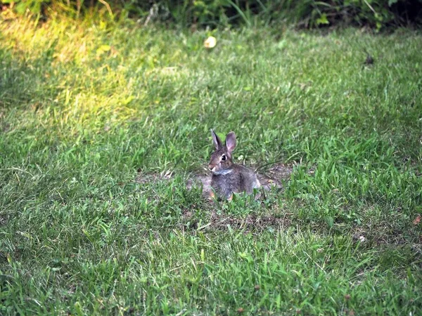 日中の草原の真ん中でかわいい灰色のウサギの選択的なフォーカスショット — ストック写真