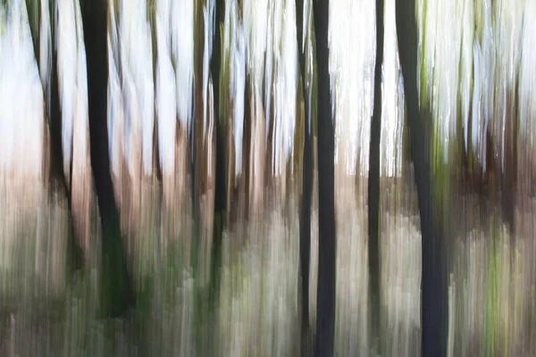 Vermoedelijk Wazig Hoge Bomen Het Park — Stockfoto