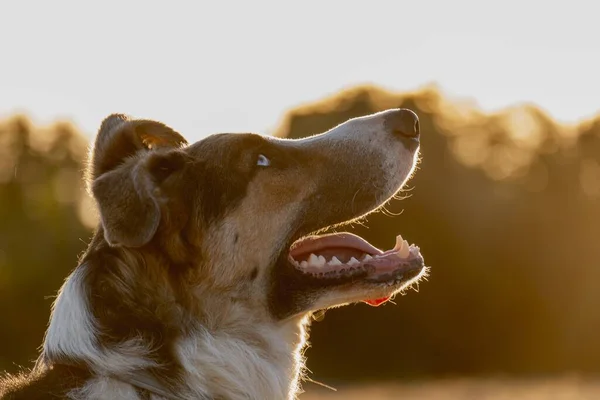 Enfoque Selectivo Perro Blanco Marrón Parque Atardecer —  Fotos de Stock