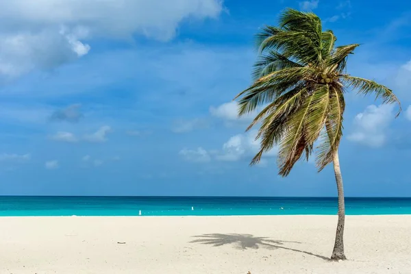 아루바에 비치의 목가적 백사장에 야자나무가 카리브해의 아름다운 — 스톡 사진