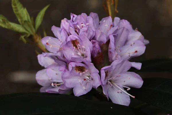 Primer Plano Hermosas Flores Rhododendron Floreciendo Parque — Foto de Stock