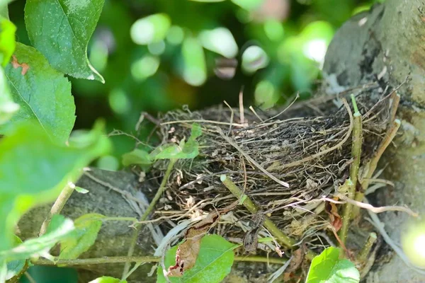 自然を背景にリンゴの木に放棄されたハチドリの巣のクローズアップ — ストック写真