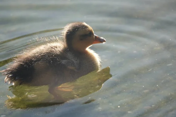 Een Closeup Shot Van Een Schattig Eend Chick Zwemmen Een — Stockfoto