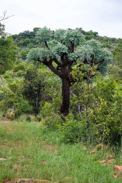 Vertikal Bild Ett Träd Omgivet Gräs Och Buskar — Stockfoto