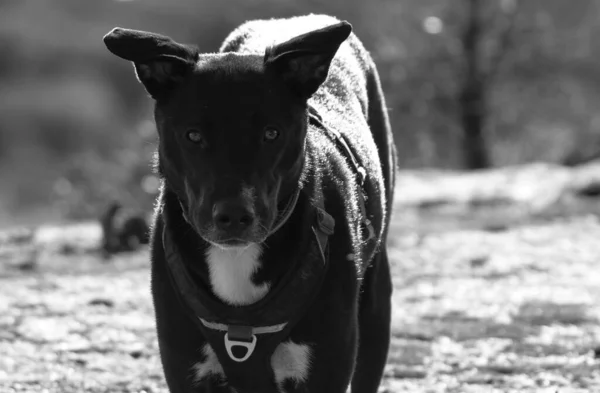 Bulanık Arka Planda Siyah Bir Köpeğin Seçici Odak Noktası — Stok fotoğraf