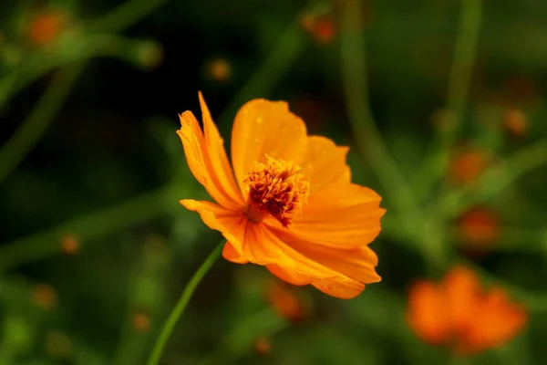 Egy Közeli Kép Orange Cosmea Virág Aster Család Homályos Zöld — Stock Fotó