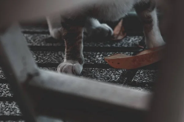 Primer Plano Enfoque Selectivo Las Patas Gato Caminando Sobre Una — Foto de Stock