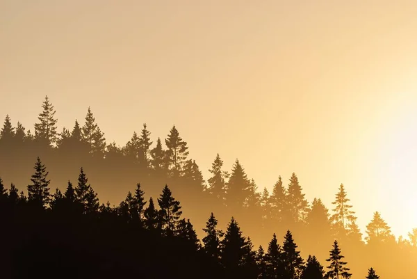 Die Silhouetten Von Tannen Auf Dem Hügel Bei Sonnenuntergang — Stockfoto
